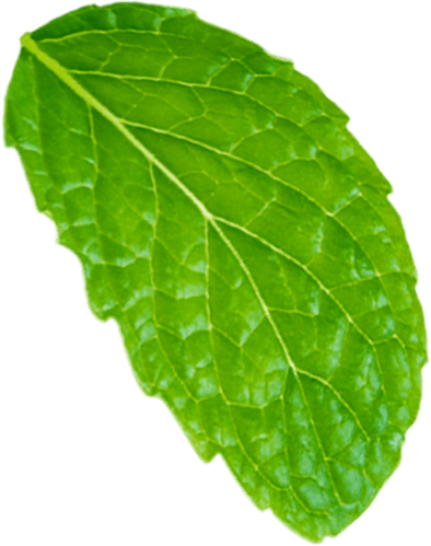 leaf